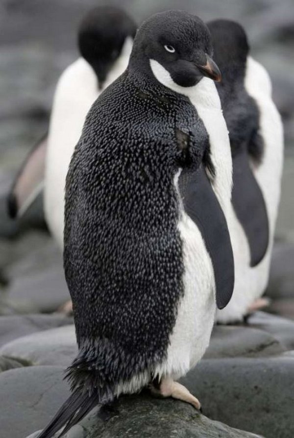 Mužijaci pingvina se pare s drugim mužjacima i mrtvim ženkama Mužijaci pingvina se pare s drugim mužjacima i mrtvim ženkama