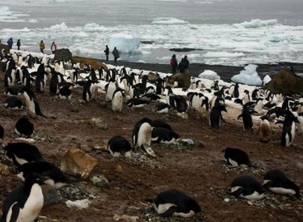 Mužijaci pingvina se pare s drugim mužjacima i mrtvim ženkama Mužijaci pingvina se pare s drugim mužjacima i mrtvim ženkama