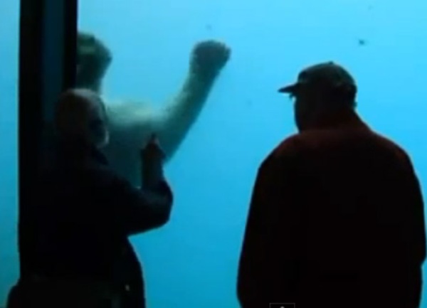 polarni medvjed razbio podvodno staklo u zooloskom vrtupolarni, med