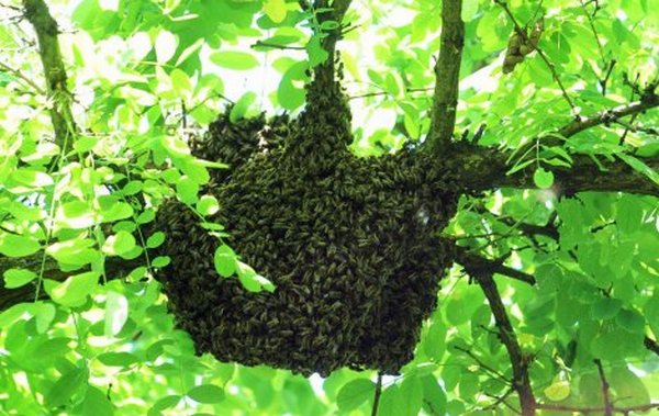 U centru grada pojavili se veliki rojevi pčela 