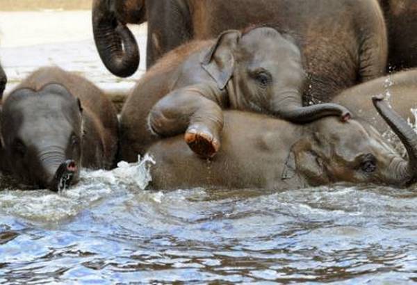 Masovno krštenje slonova Masovno krštenje slonova