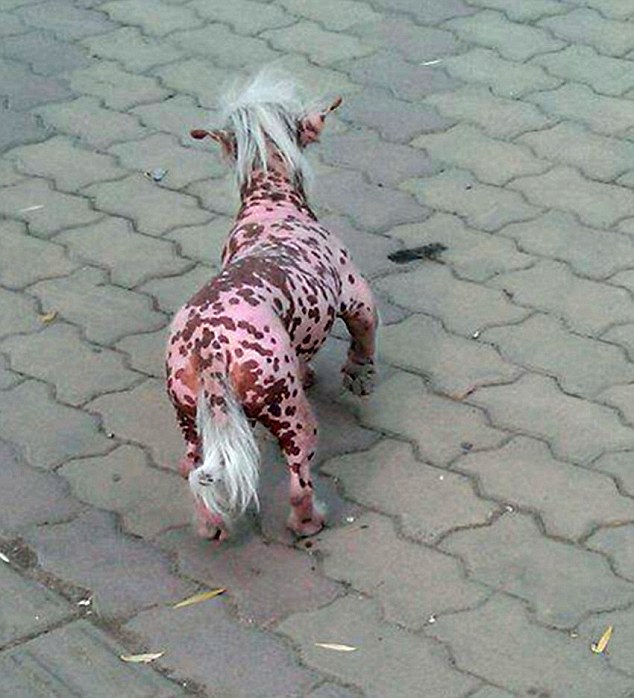 Pas koji izgleda kao svinja Pas koji izgleda kao svinja