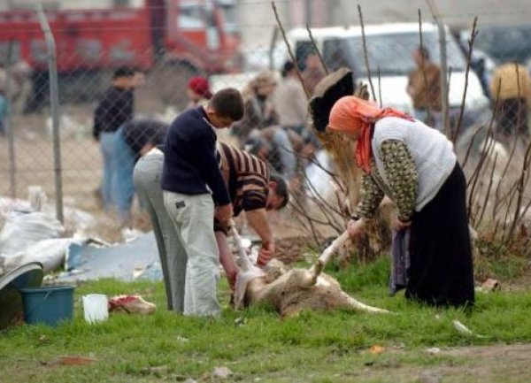 halal klanje - kurban