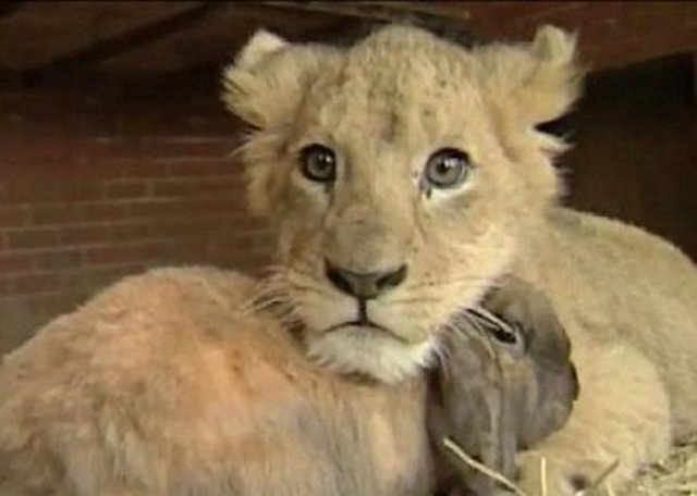 Pogledajte kako se vole jedan lavić, jedan zec i jedan pas