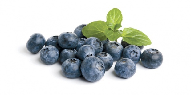 Borovnice čuvari zdravlja