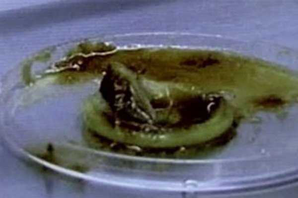 U sosu od paradajza pronašla iskorišten kondom U sosu od paradajza pronašla iskorišten kondom