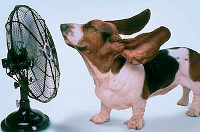 Kako sa kućnim ljubimcima u vrijeme vrelih ljetnjih dana