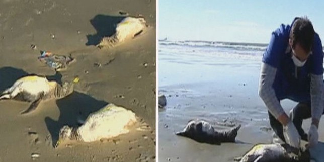 Tijela mrtvih pingvina