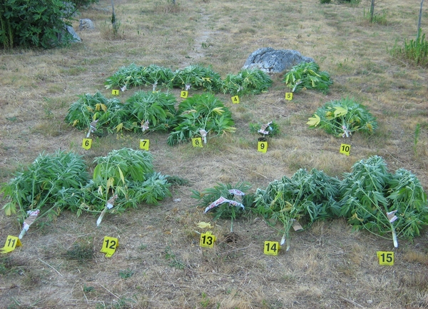 plantažica marihuane