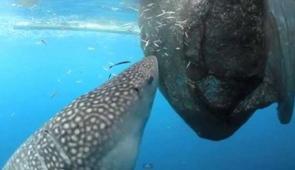 kit ajkula kit ajkula