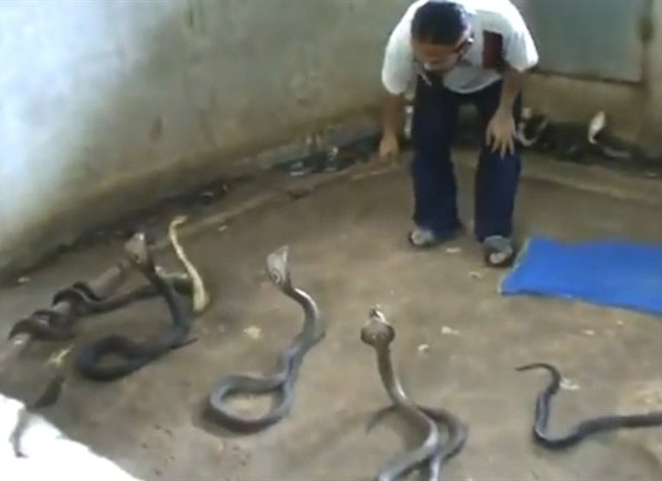 Kako odabrati kobru za nastup?