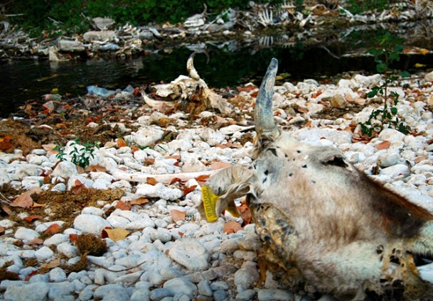 suha dolina neretve1