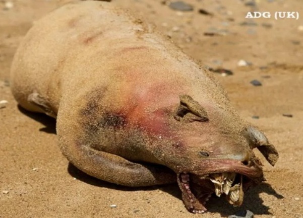 čudovi&scaron;te s Manhattna