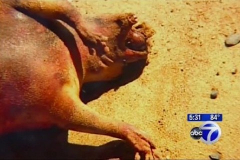 bizarno stvorenje u New Yorku bizarno stvorenje u New Yorku