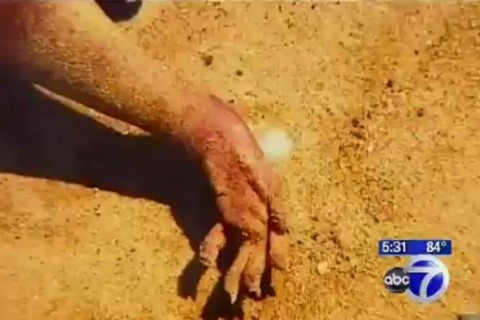 bizarno stvorenje u New Yorku bizarno stvorenje u New Yorku