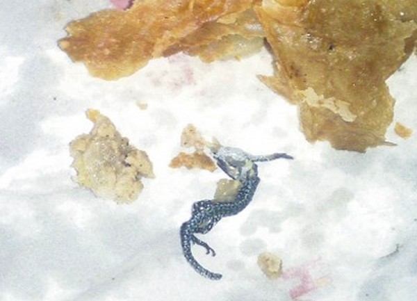 burek guster burek guster