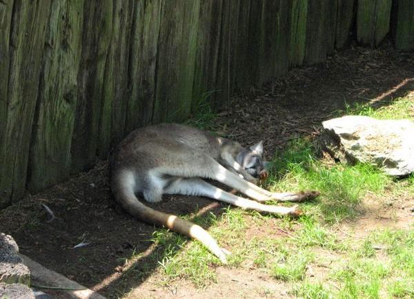 mrtvi kengur mrtvi kengur