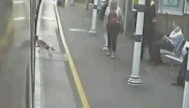 Pas Frenki Pas Frenki