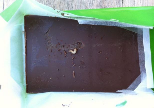 crv u čokoladici Životinjsko carstvo