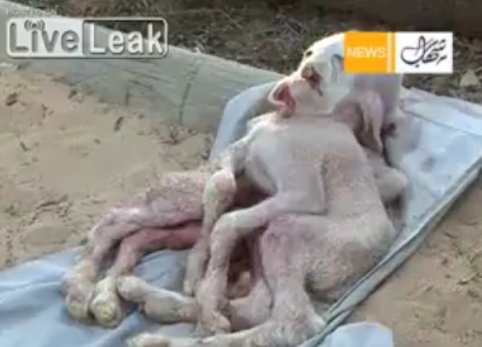 koza s ljudskim licem