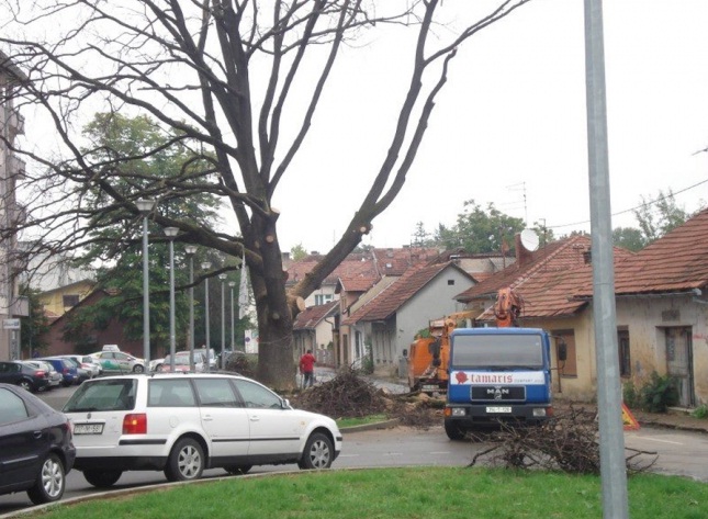 ru&scaron;enje starog hrasta u Banjaluci