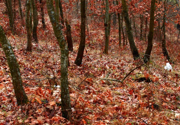 Jesen na Bjelašnici / Foto: Anadolija Jesen na Bjelašnici / Foto: Anadolija