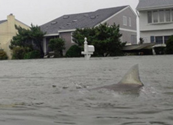 morski pas pliva ispred kuće u new jerseyju morski pas pliva ispred kuće u new jerseyju