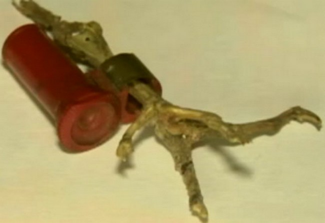 Skelet goluba pismono&scaron;e