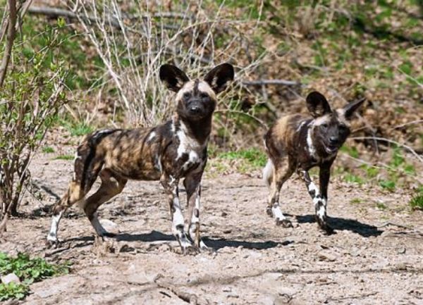 africki divlji psi africki divlji psi