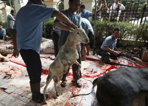 klanje životinje