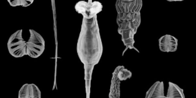 Bdelloid rotifers Bdelloid rotifers