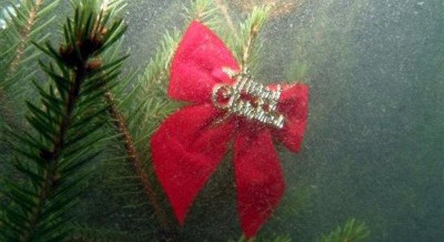 Božićno drvce_Hutovo blato