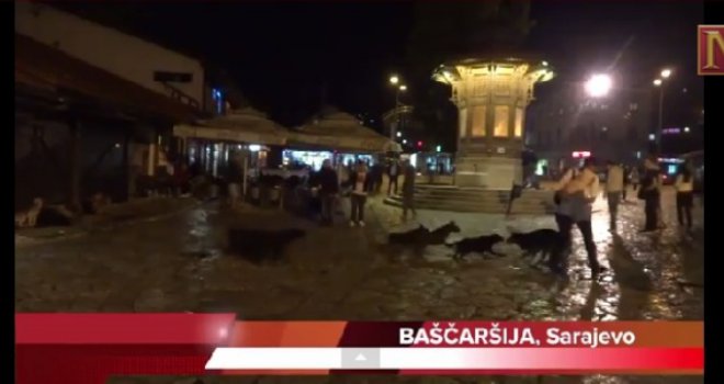 Novi umjetnički performans Damira Nikšića: Sebilj okupirali čopori pasa, turistima ostaje prizor za safari!