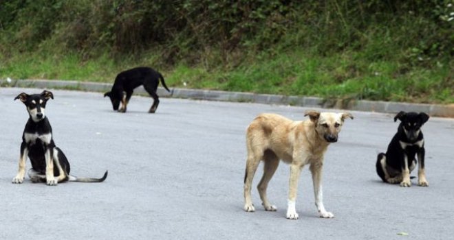 Dječaka (8) napao pas lutalica, doktorica ogorčena: 'Povrede su užasne, dijete je još uvijek u šoku' 