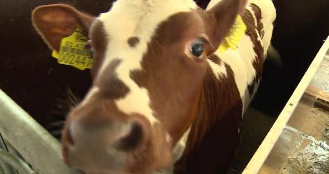 Veterinari eutanaziraju zaražene krave u Vogošći, evo gdje će ih zakopati