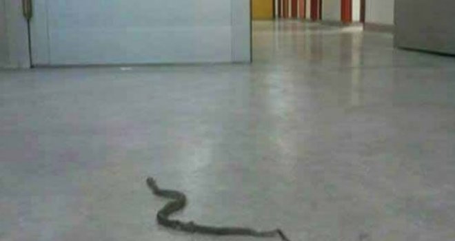 Neobična intervencija: Mostarski vatrogasci 'hvatali' zmiju u stanu