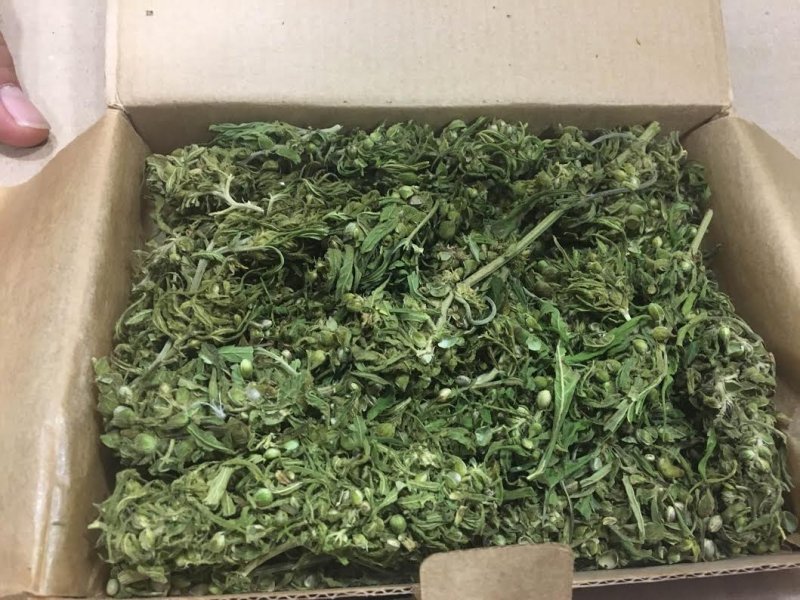 cannabis-oduzet1