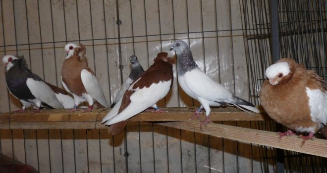 Sajam ptica i sitnih životinja od 20. do 22. decembra u sarajevskoj Skenderiji