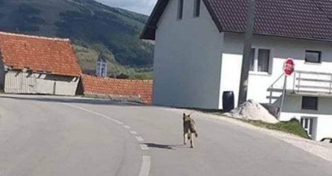 Hodaju pored kuća usred dana: Vukovi rastrgali psa u Eminovom selu kod Tomislavgrada