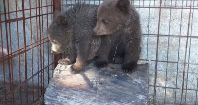 Evo gdje bi mogli završiti mladunci nakon smrti medvjedice