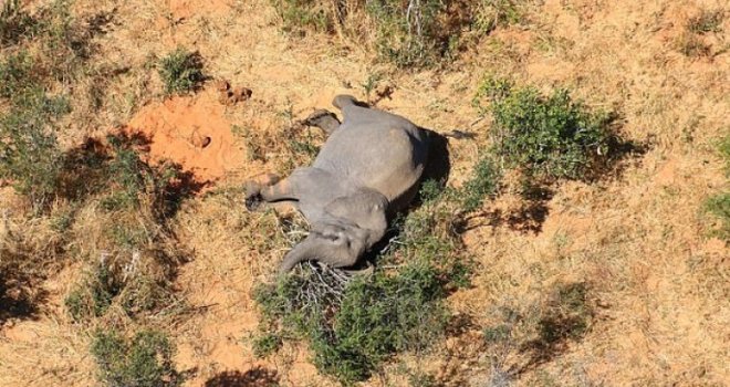 Stotine slonova misteriozno preminulo u Bocvani: Leševi razbacani po delti rijeke...