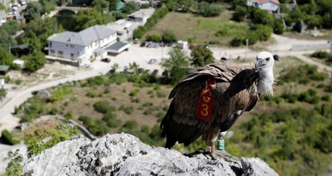 Jadni Luka nije se snašao u prirodi: Bjeloglavi sup pušten iz kaveza, ali čudno se ponašao...