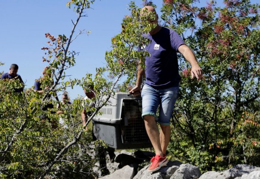 bjeloglavi-sup-luka1