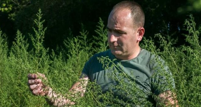 Deutsche Welle piše: Lijek protiv korone raste u Hercegovini?