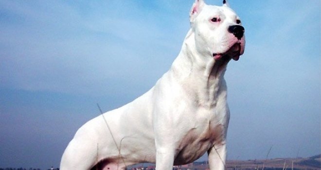 Horor na Jadranu: Gospođa sa unukama bila na plaži, pa je izgrizla argentinska doga... Završila u bolnici!