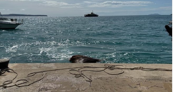 Drugi slučaj danas: Olujno more na poznatu plažu na otoku Visu izbacilo još jednu kravu