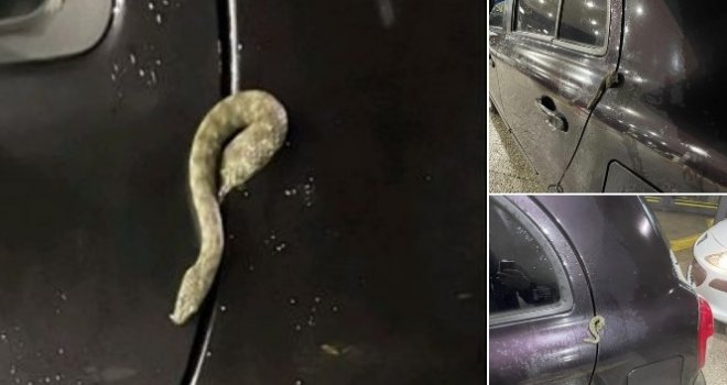 Slučaj u BiH: Zmija se uvukla u automobil... Vatrogasci morali intervenisati, uklonili poskoka iz vrata Nissana