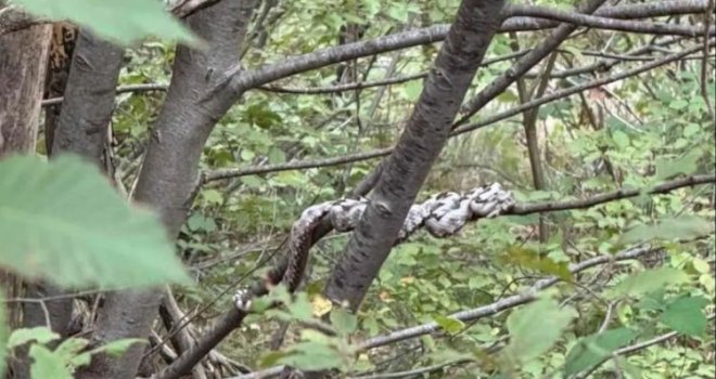 Poskoci se sada penju na drveće kako bi lovili ptice: Mostarski lovci snimili jednog dok odmara na grani!