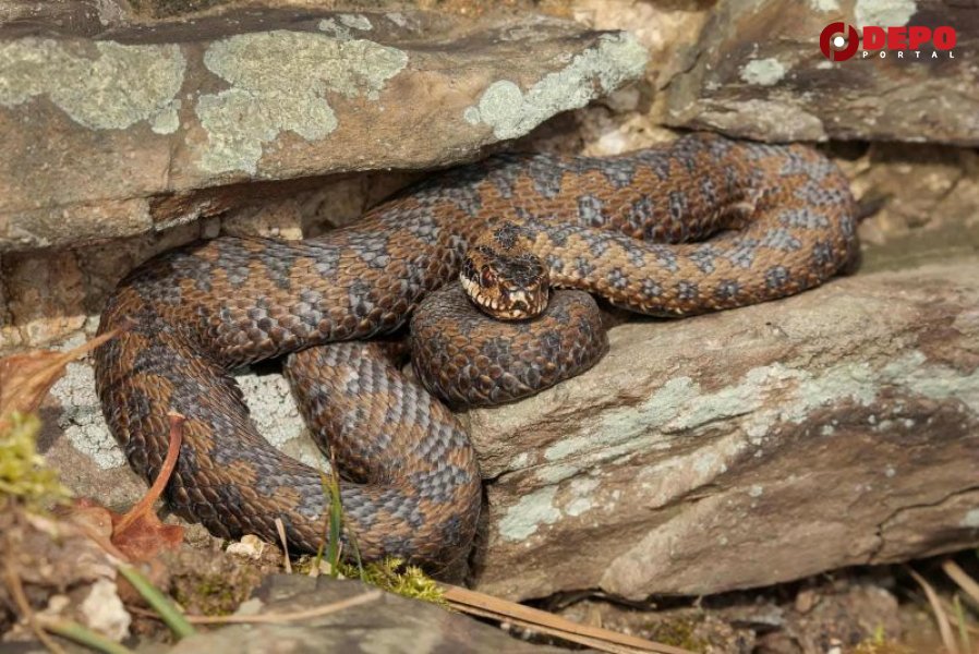 sarka-obicna-bazeni-adnan