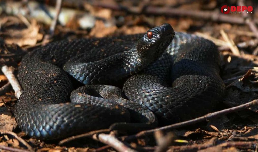 sarka-crna-bazeni-adnan